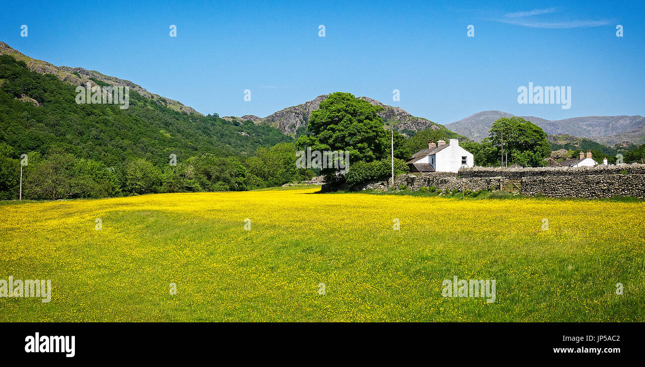 The buttercup meadow, Hall Dunnerdale, Cumbria, England Stock Photo