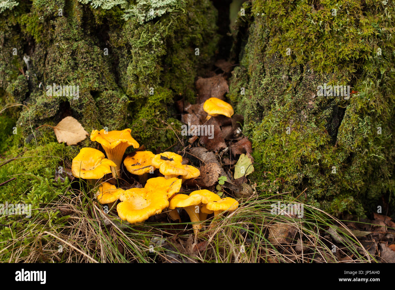 Edible Mushrooms Chanterelle Growing Near Tree In Forest, Close Up. Fresh Young Mushrooms Chanterelle In Forest. Selective focus. Stock Photo