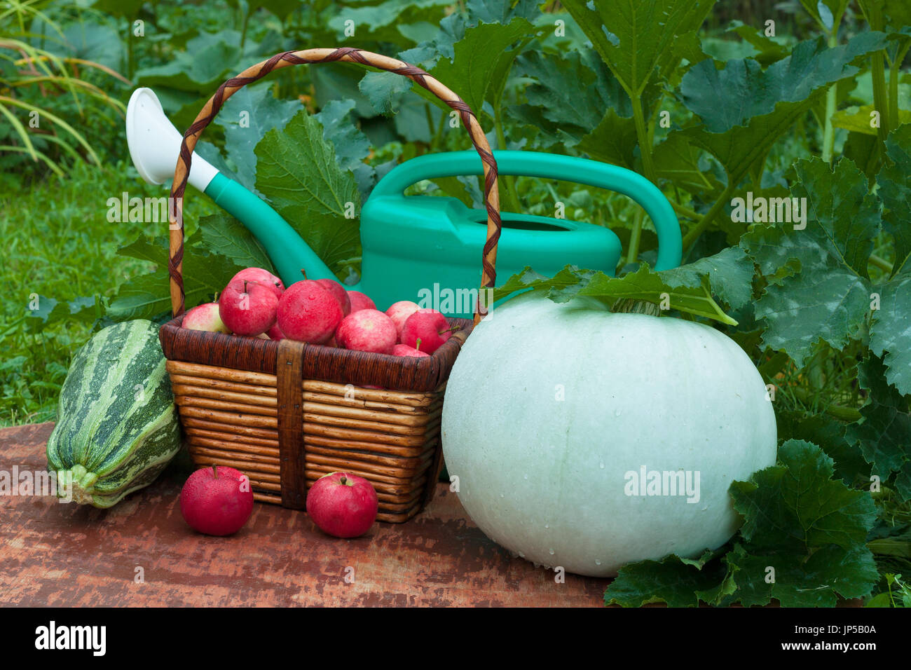 Fresh Organic Vegetables (Vegetable Marrow And Pumpkin), Wicker Basket With Red Apples And Green Watering Can On Old Wooden Painted Table In Summer Ve Stock Photo