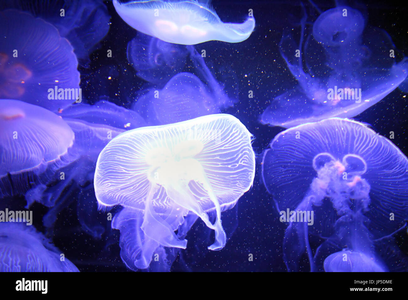 Transparent moon jellyfish illuminated with purple light swimming in the water Stock Photo