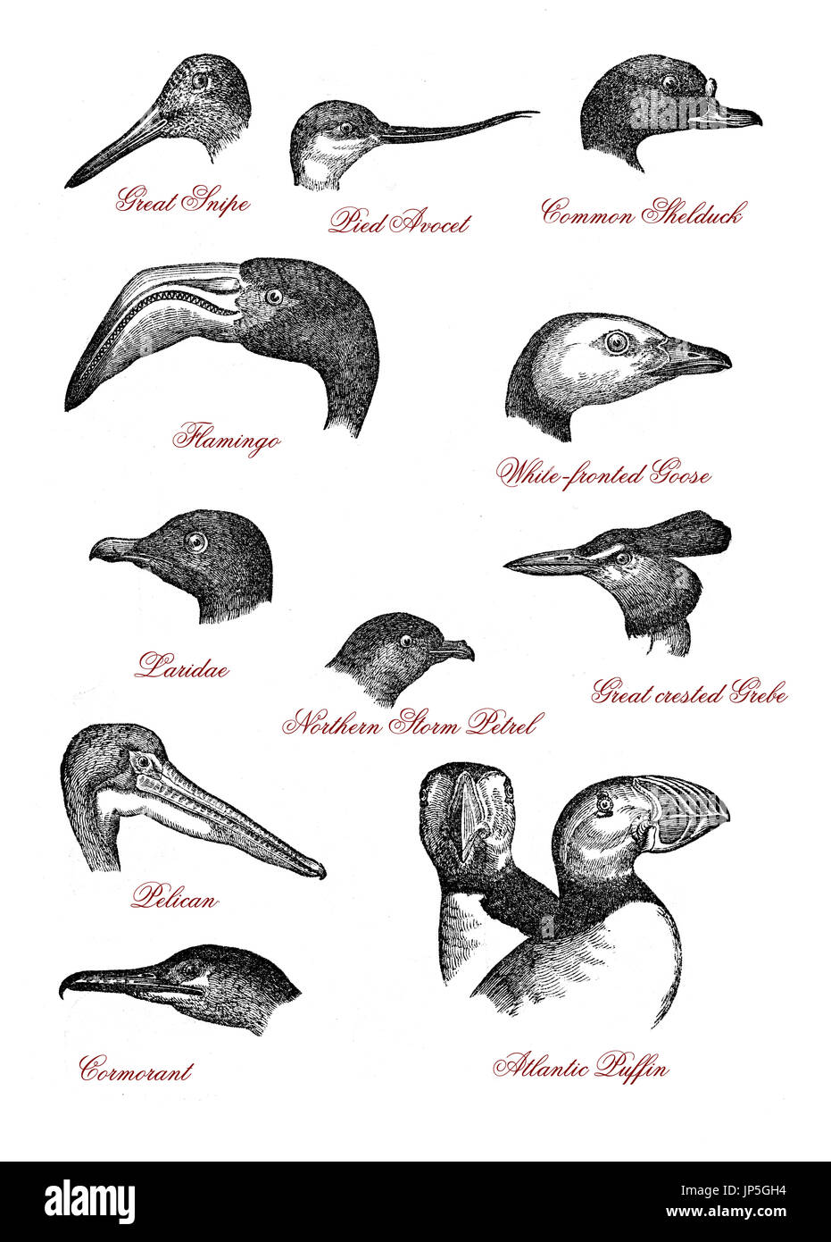 Portraits of different wildlife bird heads: great snipe, pied avocet, shelduck, flamingo, goose, laridae, norther storm petrel, grebe, pelican, cormorant, Atlantic puffin, vintage engraving Stock Photo