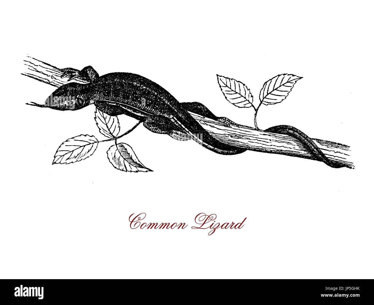 Vintage portrait of common lizard,viviparous reptile polymorphic of variable colors with tail twice as long as the body, widely distributed in Europe and Asia Stock Photo