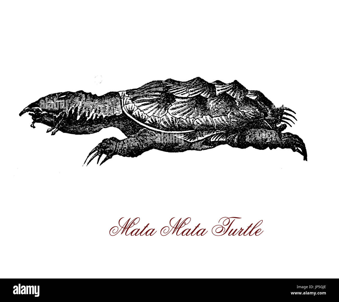 Vintage portrait of mata mata turtle,freshwater brown and black turtle of South America great water basins with spiky and ridged scales and a horn on its snout to breathe in water Stock Photo