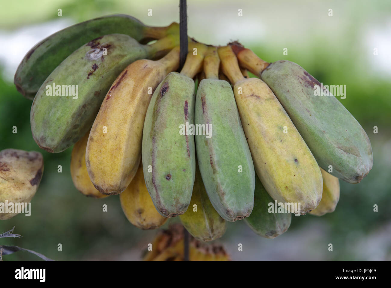 Green Philippine Banana