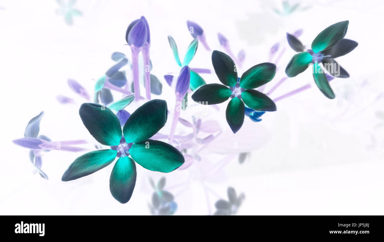 Bright green blue flowers on a white background Stock Photo Alamy