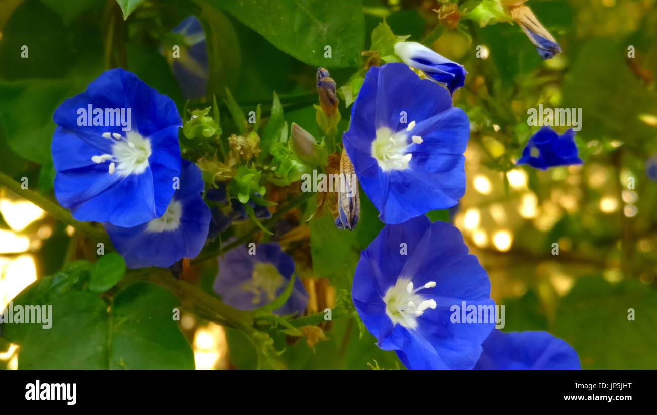 Dark blue flowers on a green background Stock Photo