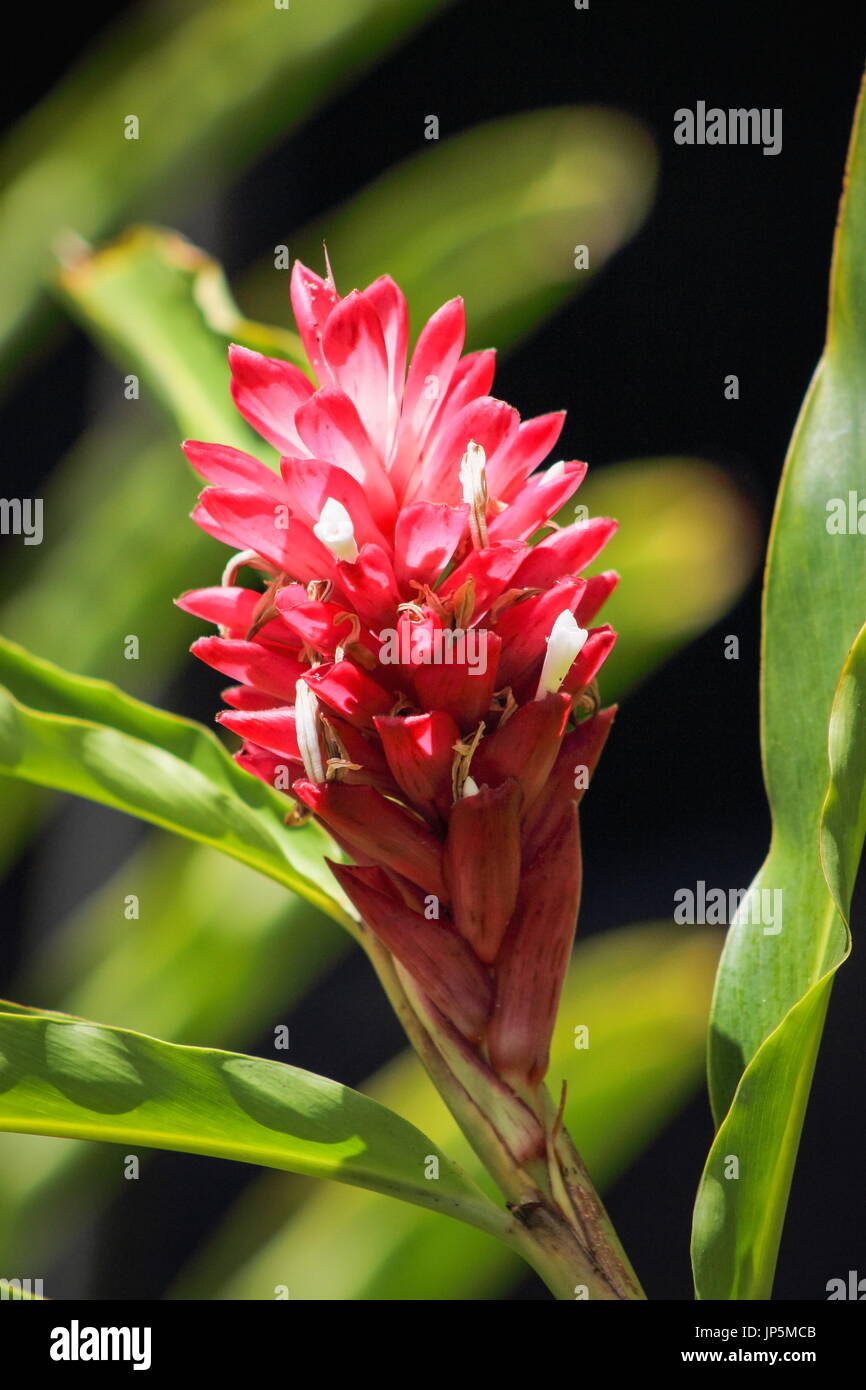 Close up image of a ginger cone flower Stock Photo