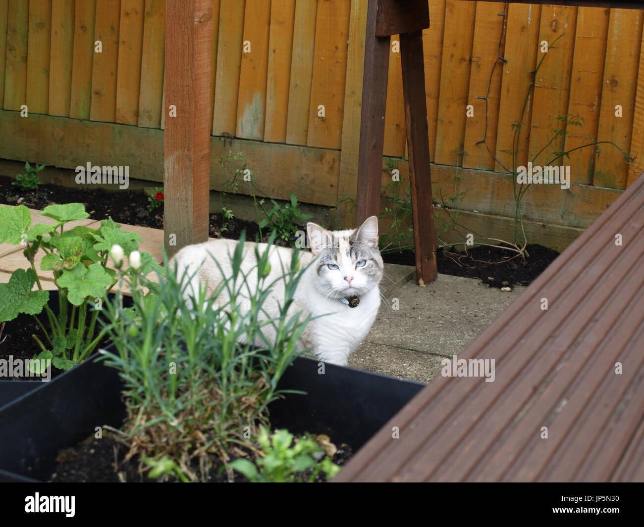 Beautiful colourpoint Ragdoll Cat in English garden Stock Photo - Alamy