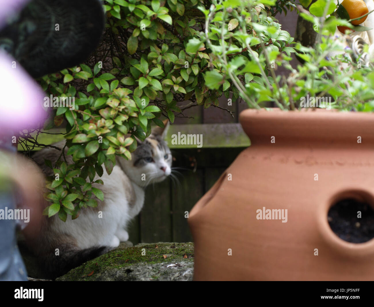 English Short Hair Cat In Stock Photos English Short Hair Cat In