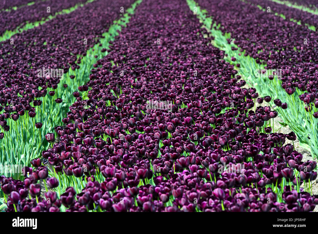Field Of Queen Of The Night Black Tulips Teylingen Bollenstreek Stock Photo Alamy