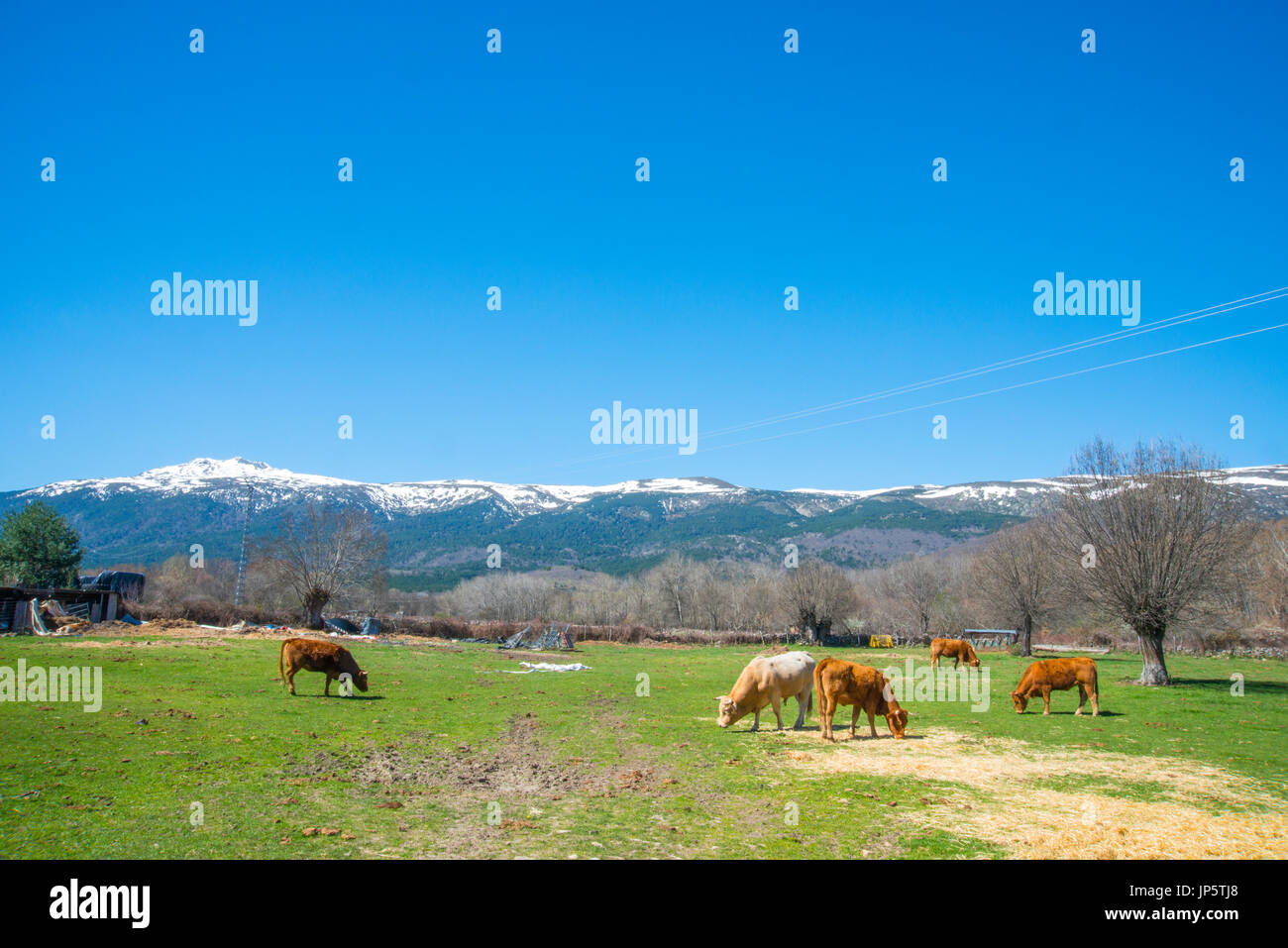 Cows in the meadow and view of Peñalara peak. Sierra de Guadarrama National Park, Rascafria, Madrid province, Spain. Stock Photo