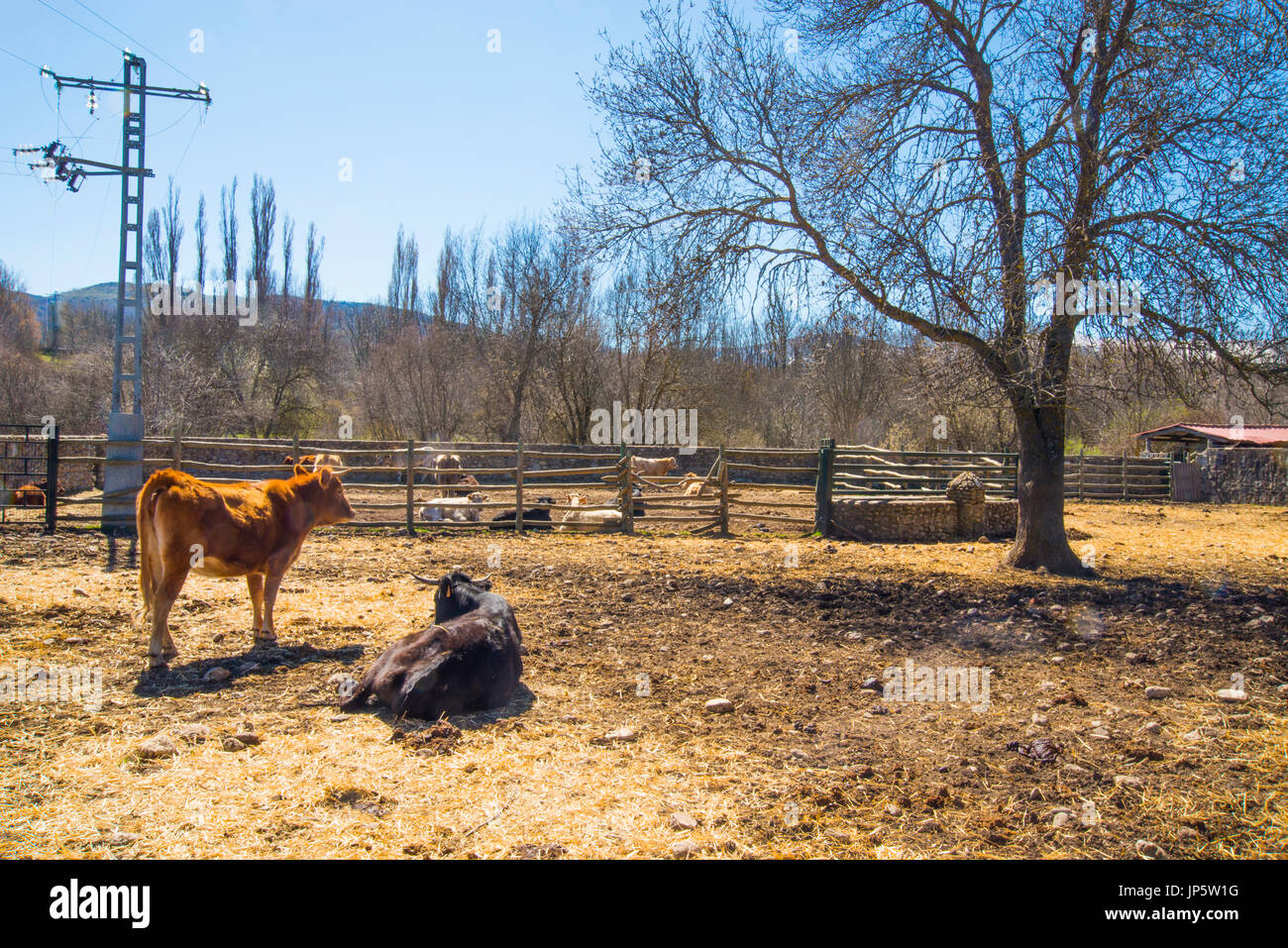 Cows in a farm. Rascafria, Madrid province, Spain. Stock Photo
