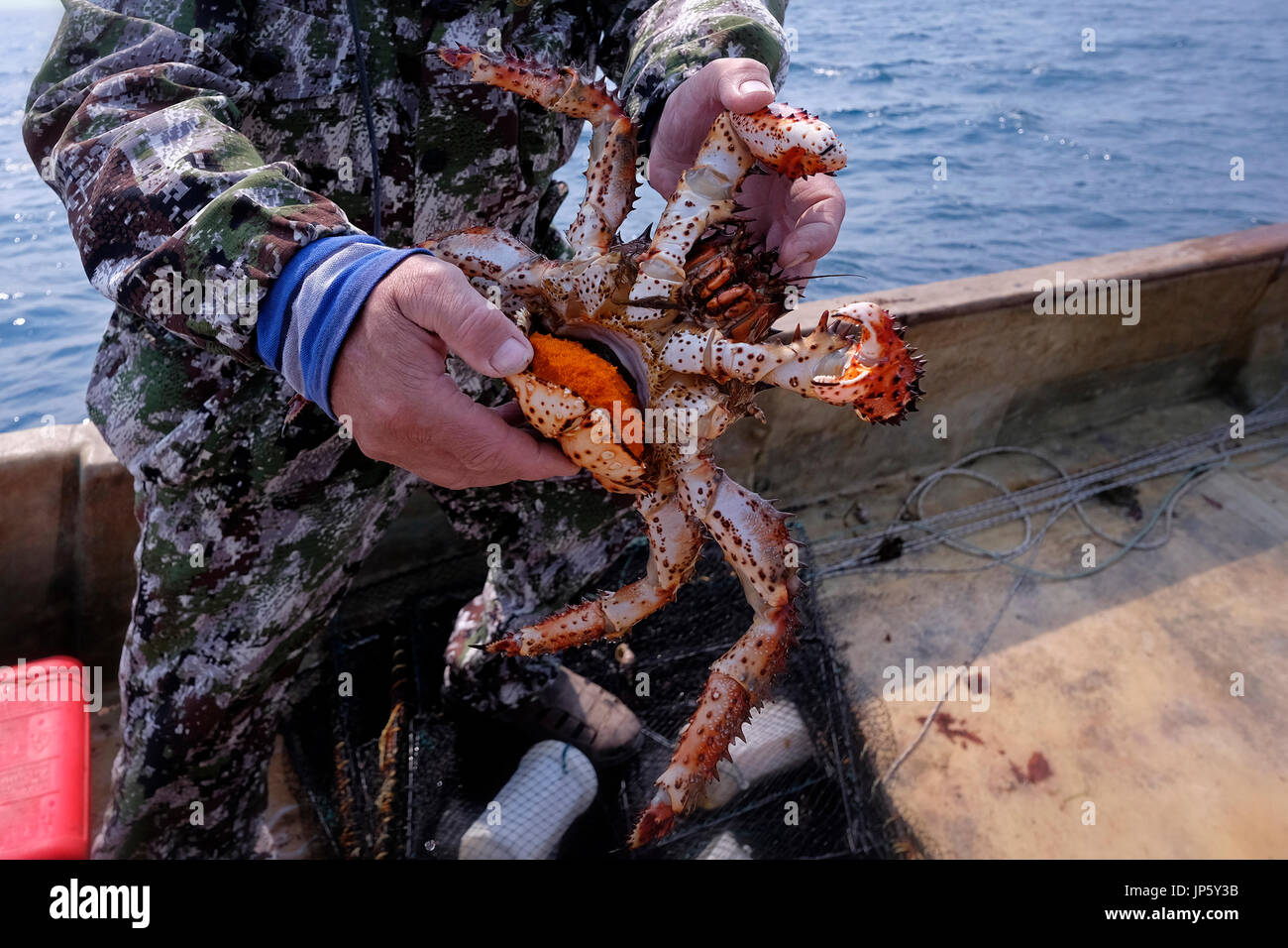 A fisherman holds a giant female red crab, Paralithodes camtschaticus, also called Kamchatka crab which carry orange-colored sponge-like masses of eggs that remain attached to her belie until the eggs hatch in the Sea of Okhotsk a marginal sea of the western Pacific Ocean. Russia Stock Photo