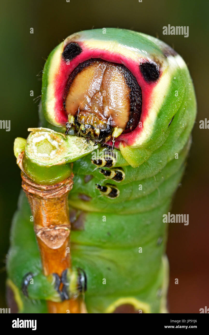 Puss Moth Caterpillar High Resolution Stock Photography And Images Alamy