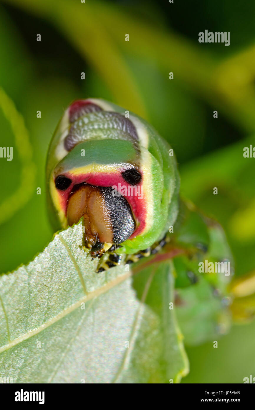 Puss moth caterpillar eating a Poplar leaf (Cerura vinula Stock Photo