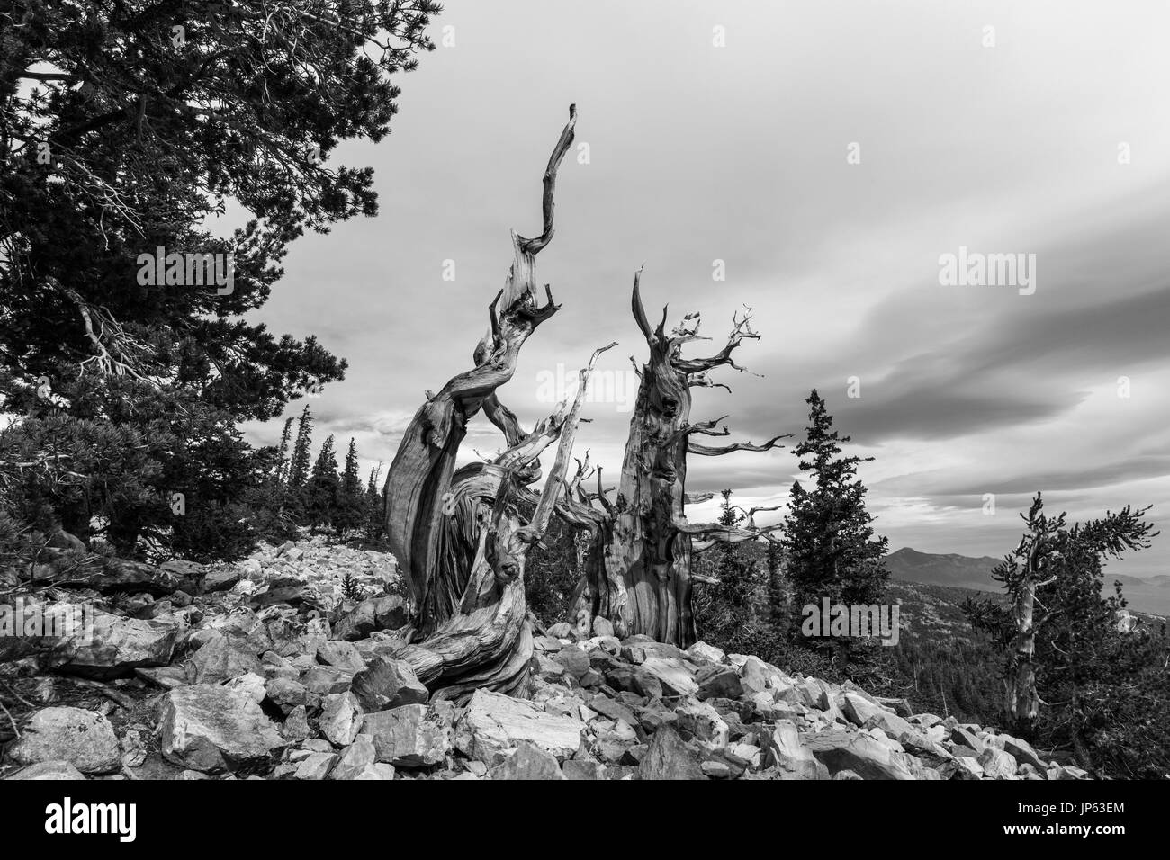 Black and white of ancient Bristlecone Pines at Great Basin National Park in Northern Nevada.  Bristlecone Pines are the oldest trees in the world. Stock Photo