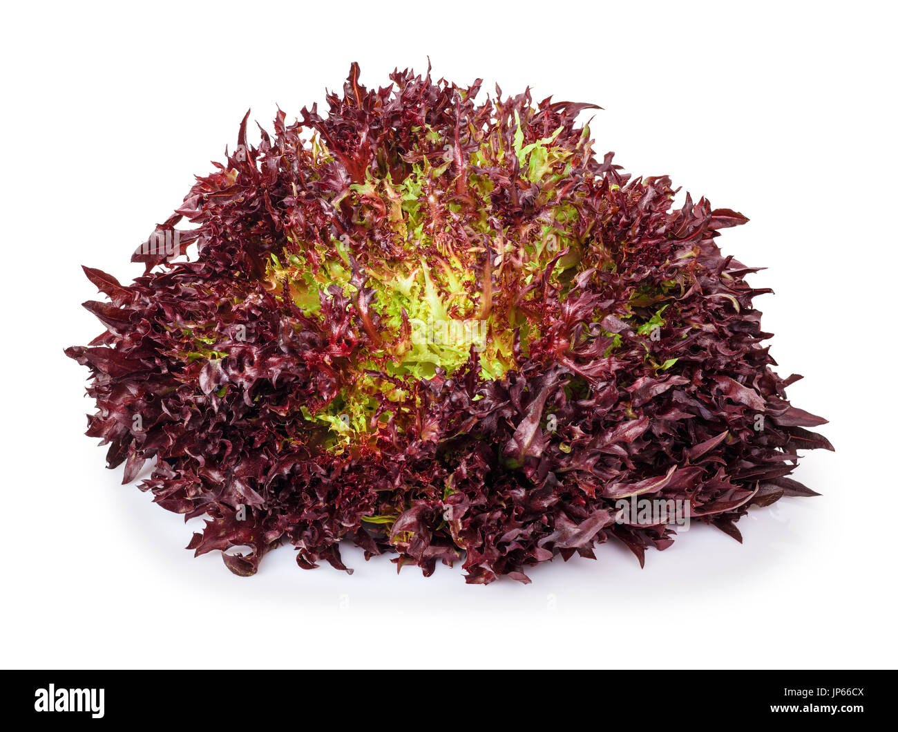Red Frisee Lettuce Stock Photo Alamy