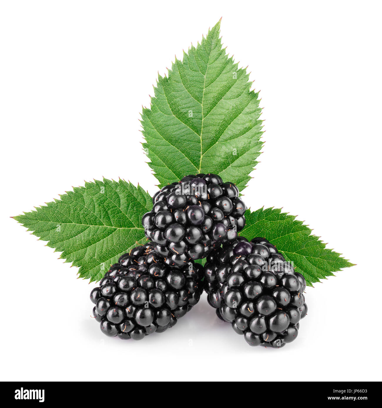 blackberries with leaf isolated on white Stock Photo