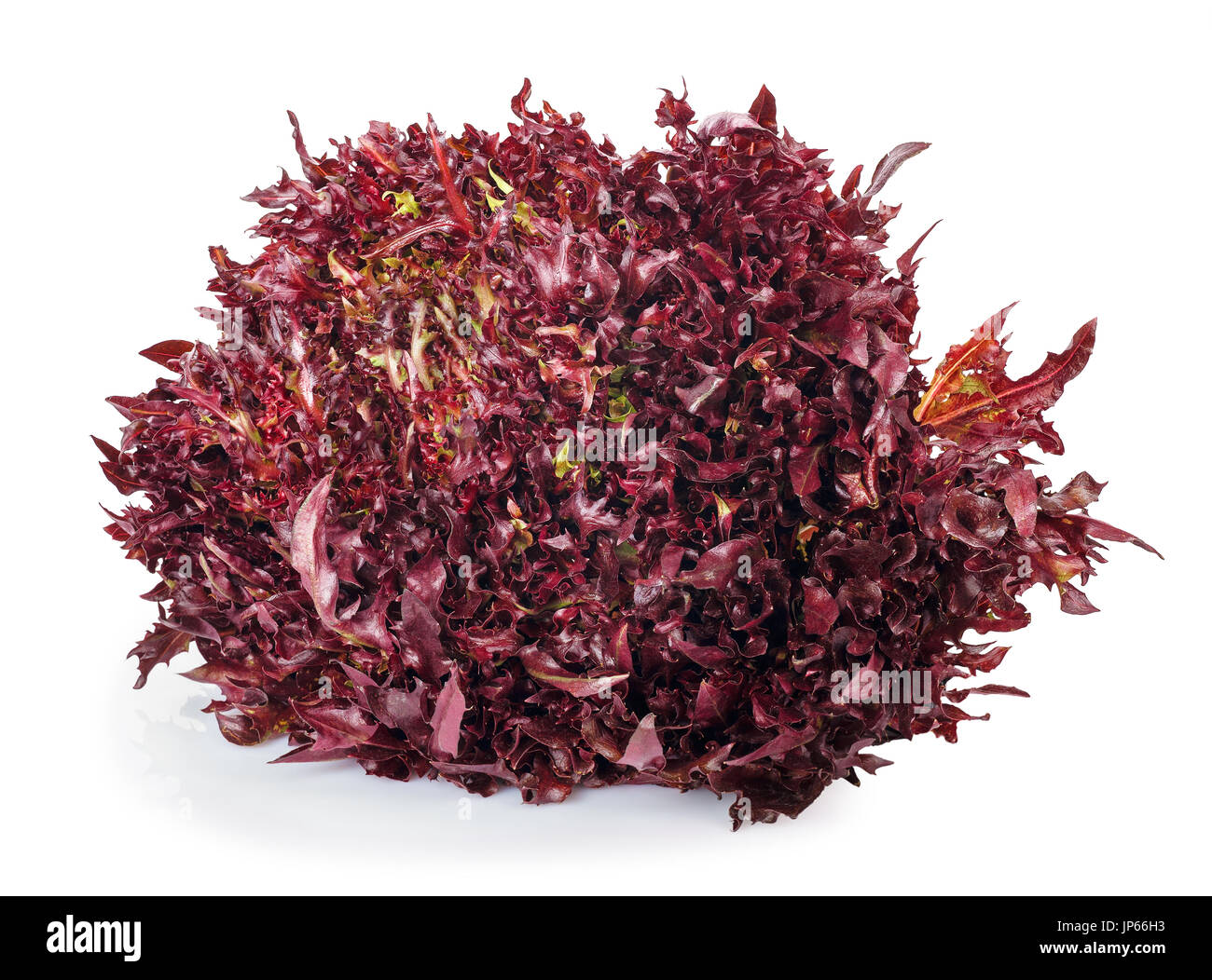red lettuce isolated on white Stock Photo