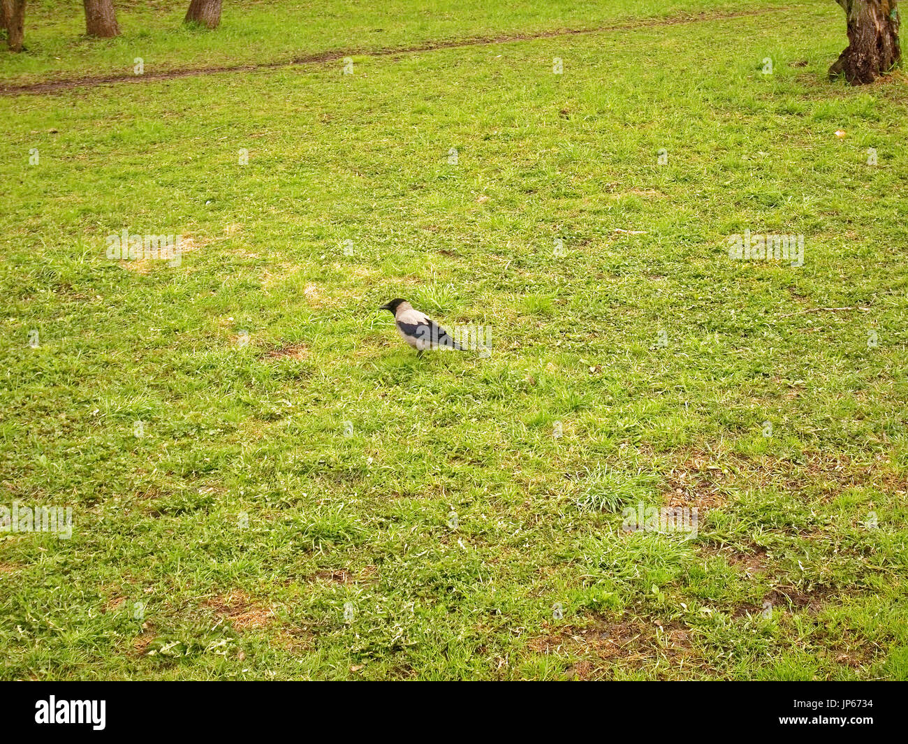 Crow walking on grass in the spring in Moscow district Teply Stan Stock ...