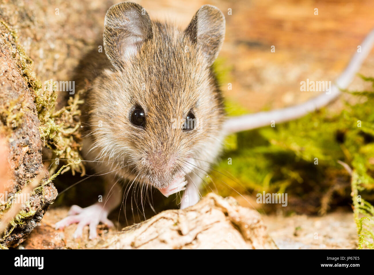 Wood mouse in a natural setting Stock Photo