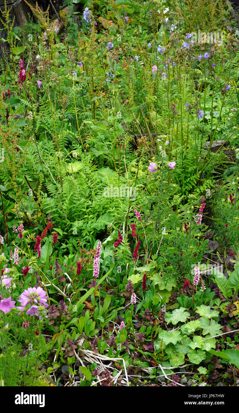 Wild plants of yorkshire hi-res stock photography and images - Alamy