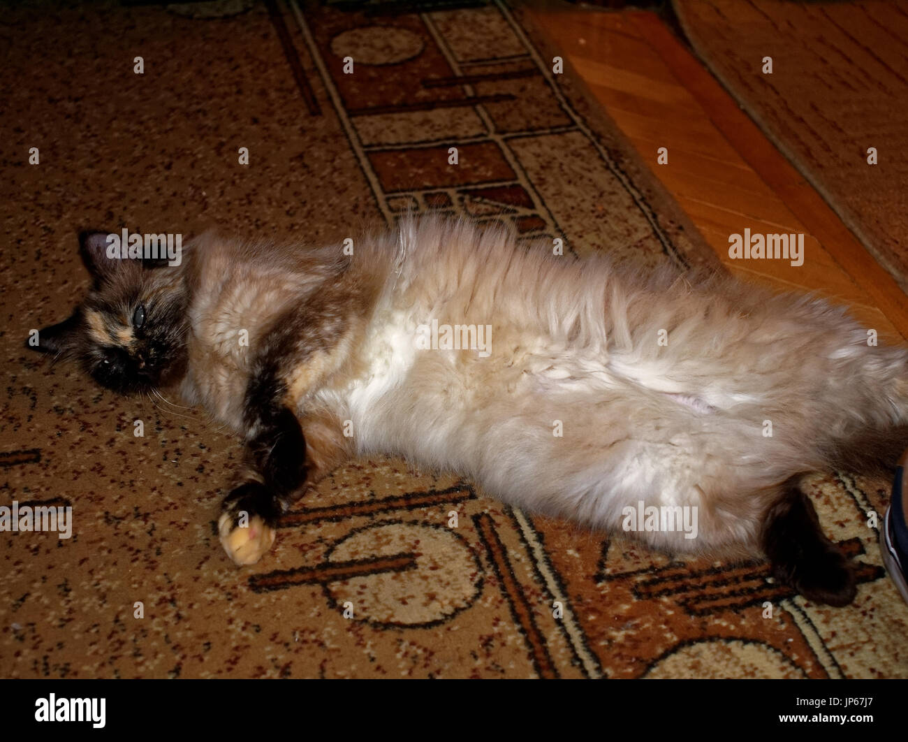Neva masquerade cat lying on the carpet, Moscow Stock Photo