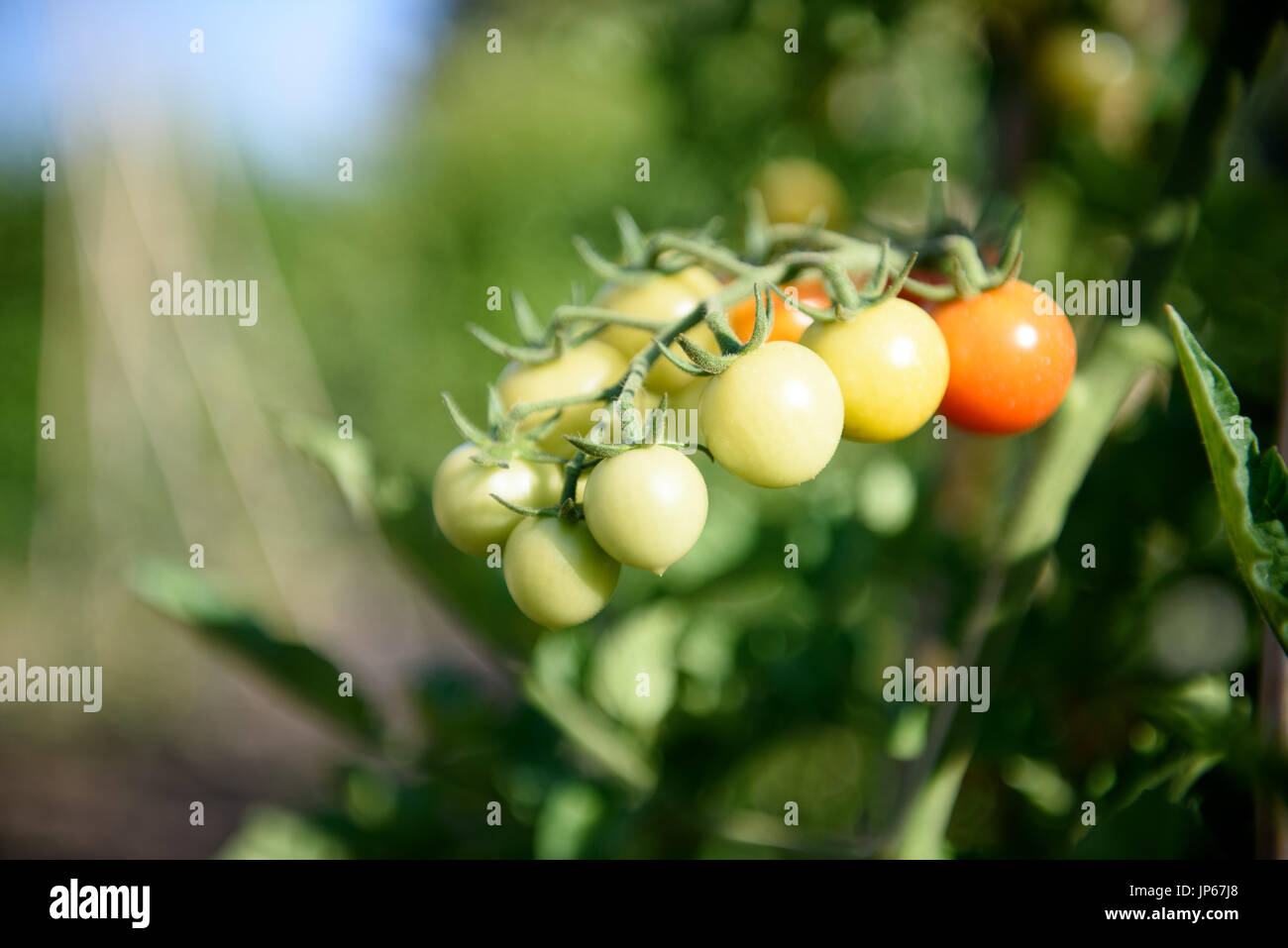 Extreme close up and selective focused bunch of cherry tomato fruits on branch plant in vegetable garden Stock Photo