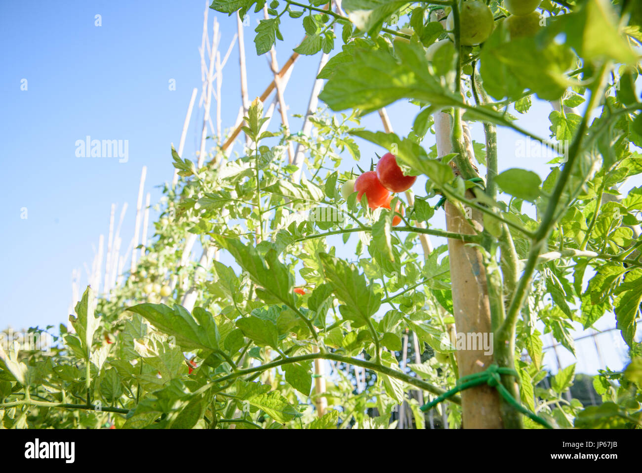 Low angle view of cherry tomato plant and red fruits in vegetable garden, blue sky in background Stock Photo