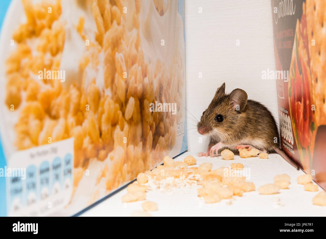 A mouse foraging in a kitchen cupboard (studio shot Stock Photo Alamy