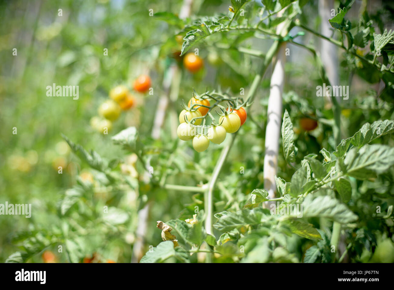 Extreme close up and selective focused bunch of cherry tomato fruits on branch plant in vegetable garden Stock Photo
