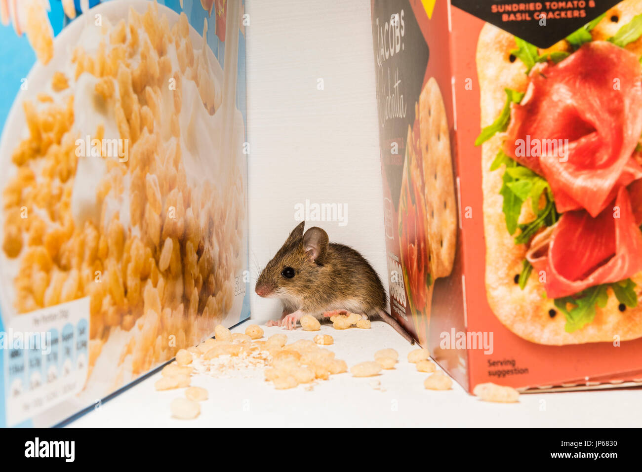 A mouse foraging in a kitchen cupboard (studio shot) Stock Photo