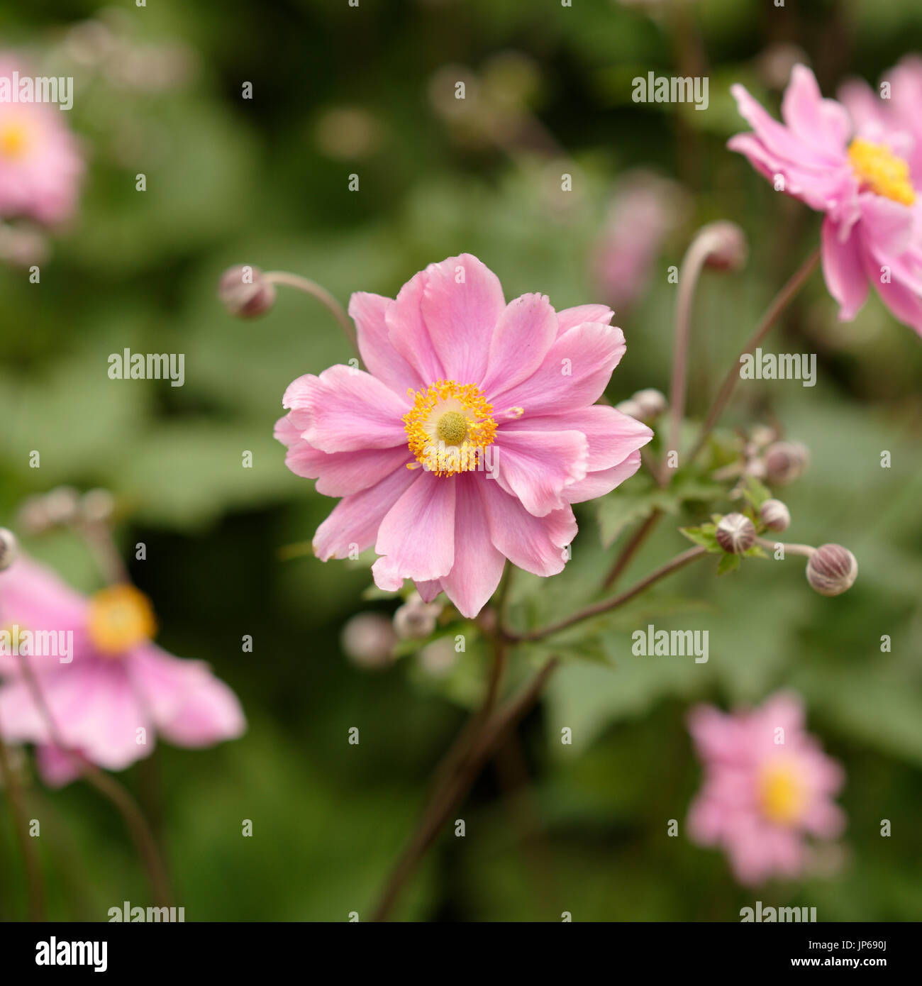 Anemone hupehensis flower head with soft focus foliage and flower heads in the background in the british countryside uk Stock Photo