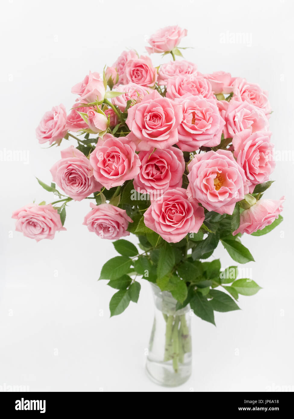 bouquet of pink roses in glass vase on white background Stock Photo - Alamy