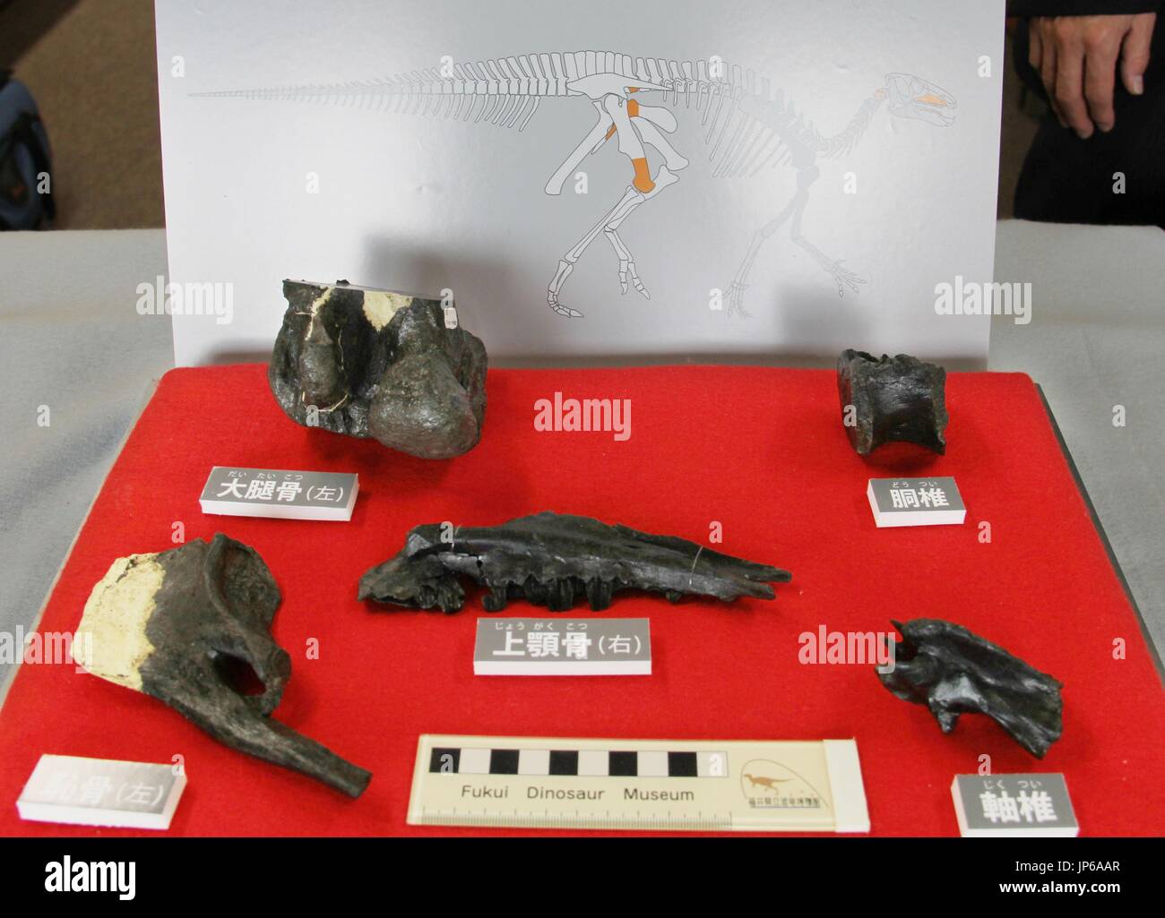 Fossils of a new species of Iguanodontia excavated in Katsuyama, Fukui