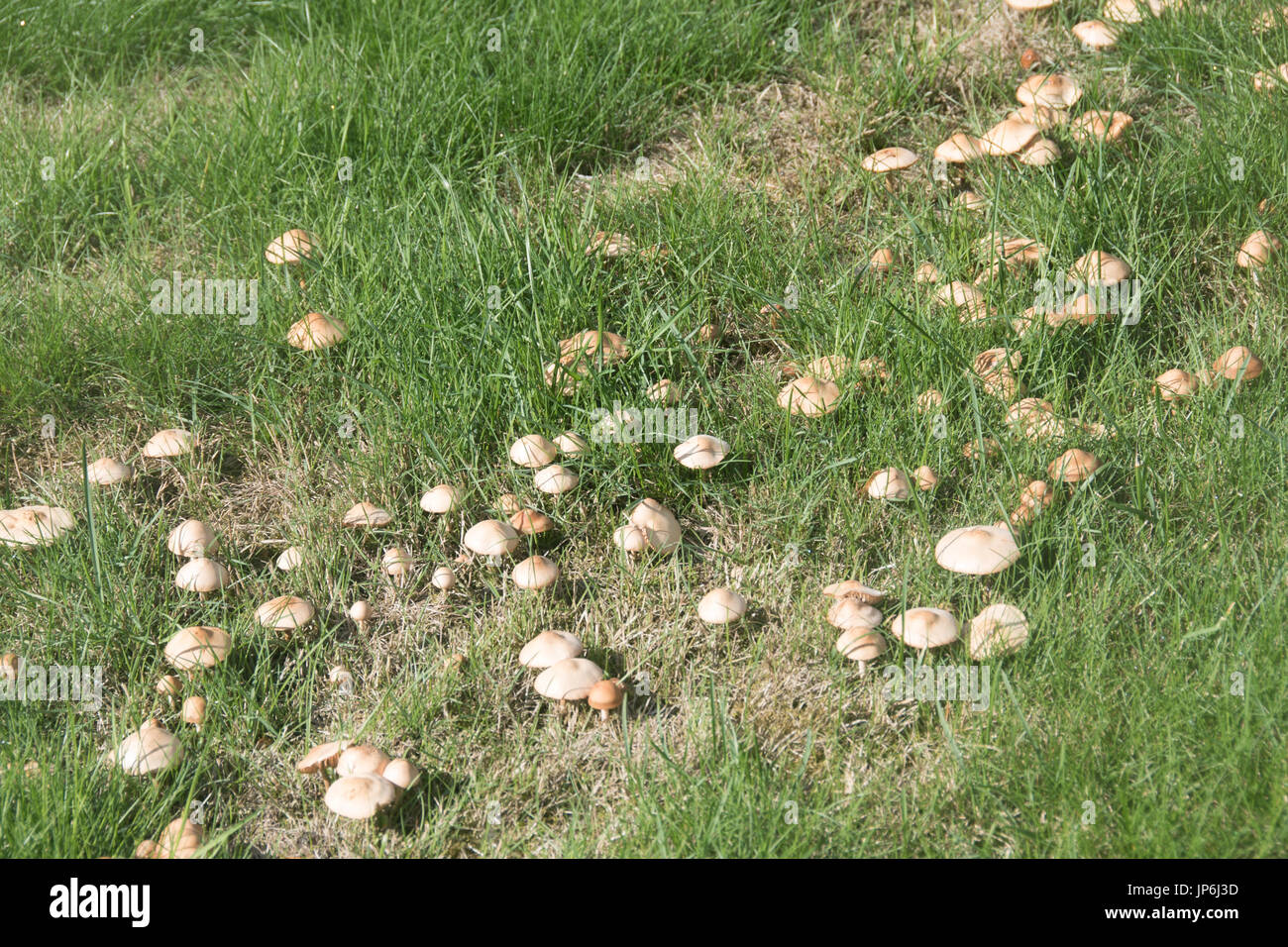 Fairy ring on lawns Stock Photo