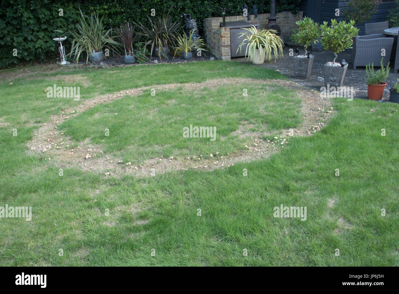 Fairy ring on lawns Stock Photo Alamy