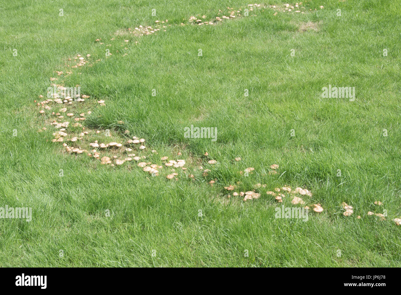 Fairy ring on lawns Stock Photo