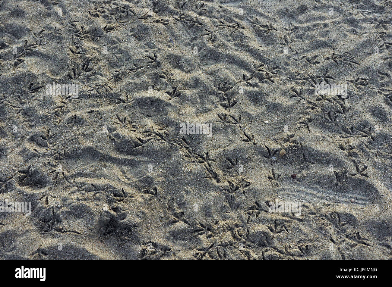 Beach sand with bird footprints Stock Photo