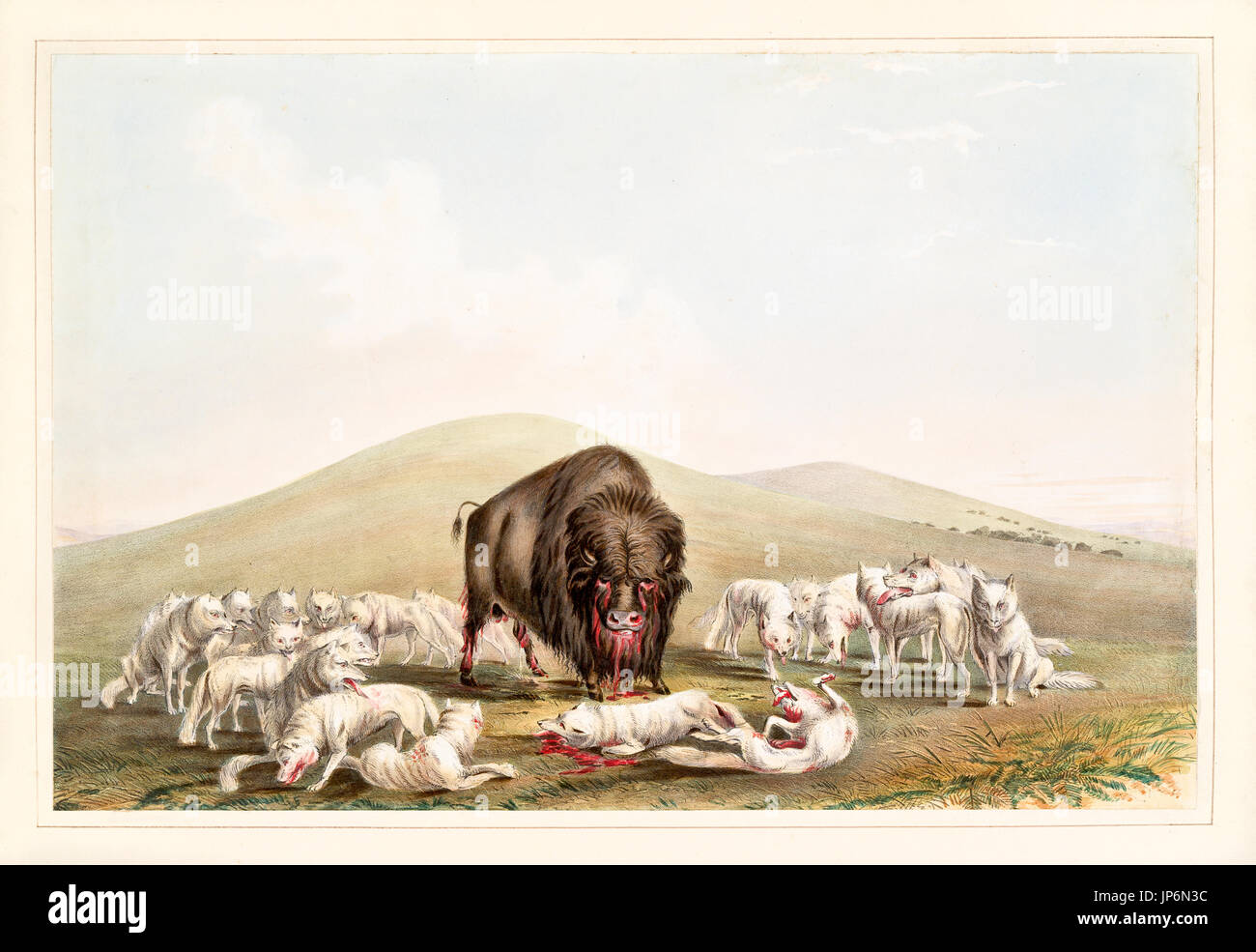 Охотились на бизонов. Гора черепов бизонов 1870. Стадо бизонов. Охота на бизонов. Бизон и волк.