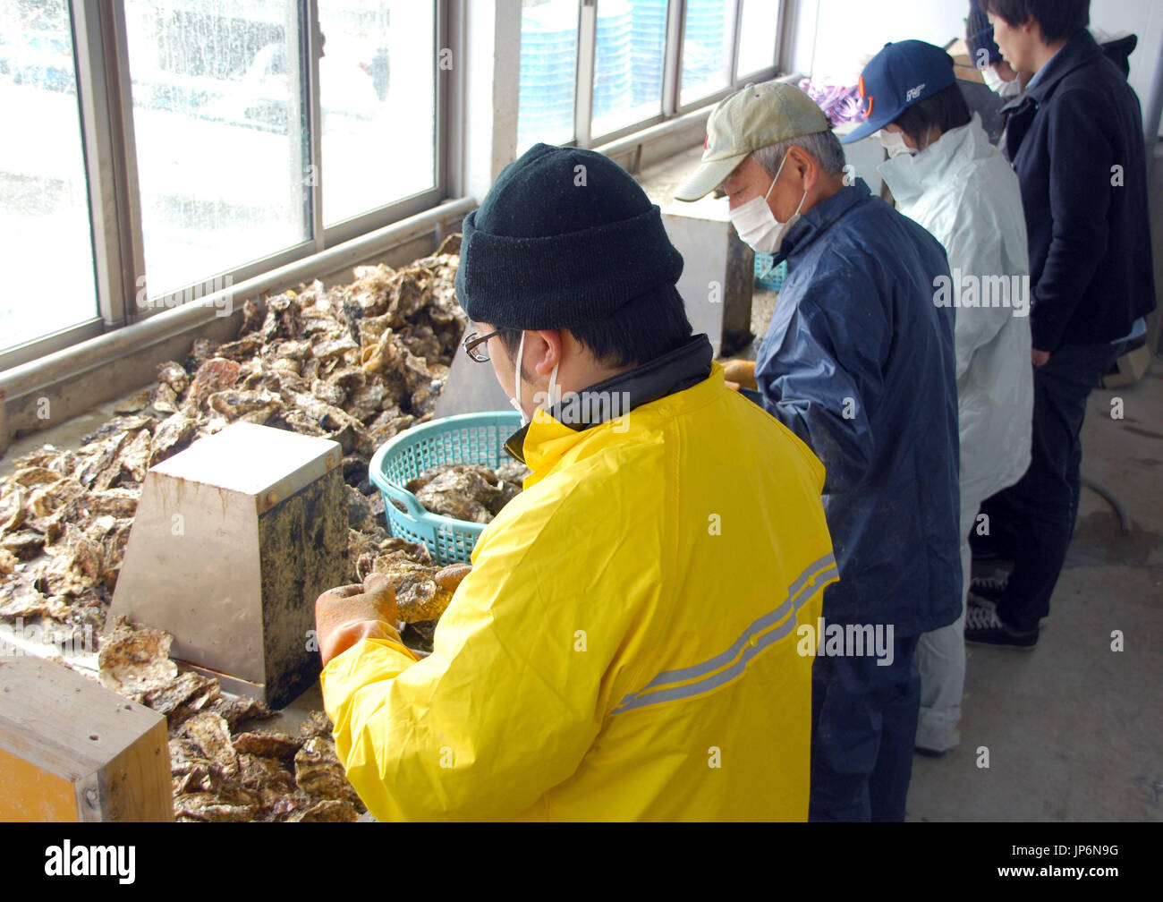 Trainees clean oyster shells before shipment at a workshop in ...