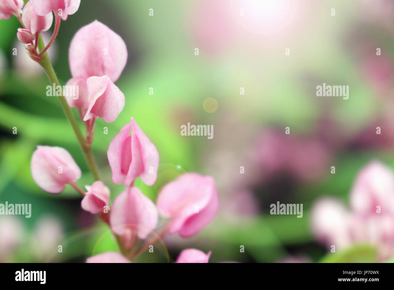 Antigonon Leptopus flowers Stock Photo