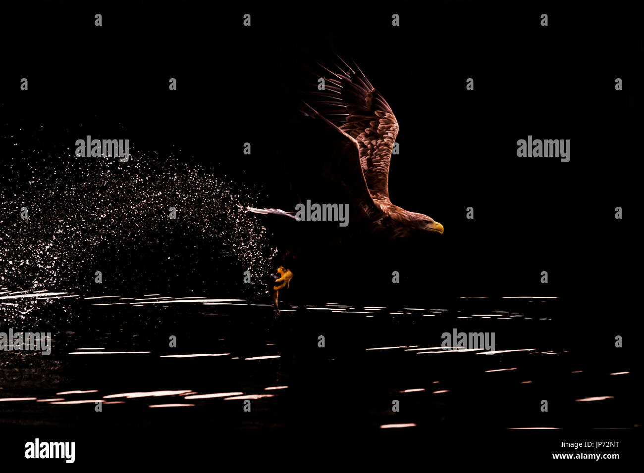 White tailed sea eagle flying hi-res stock photography and images - Alamy
