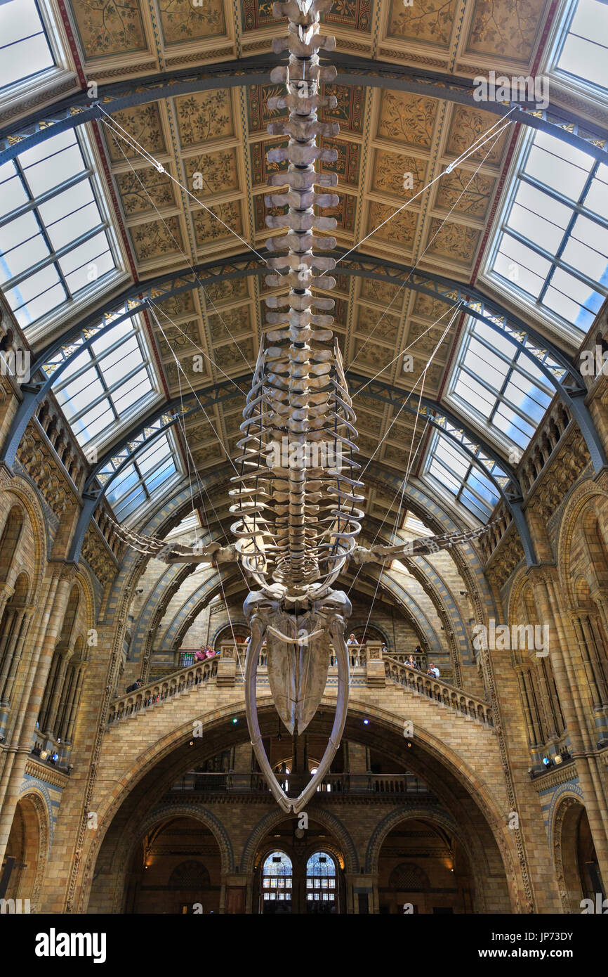The new Blue Whale skeleton, suspended from the ceiling of the Central Hitze Hall, Natural History Museum, London Stock Photo