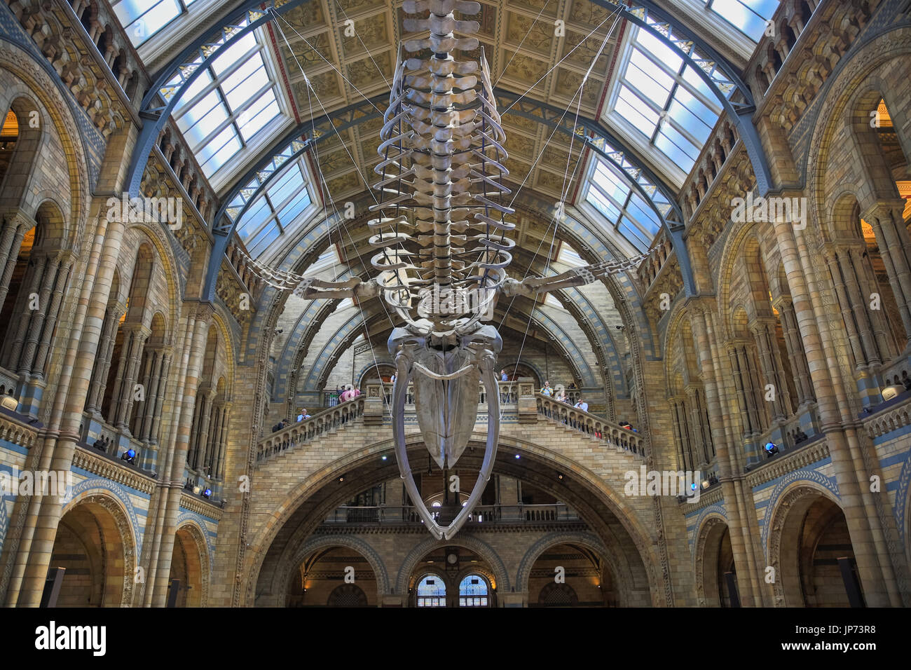 The New Blue Whale Skeleton Named Hope Suspended From The