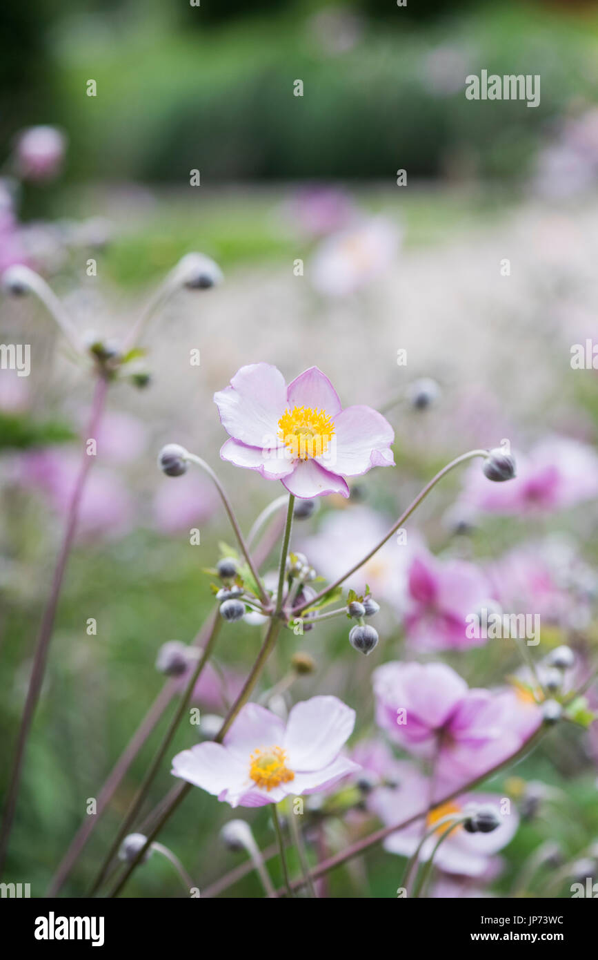 Anemone x hybrida Elegans. Japanese anemone 'Elegans' flowers in an english garden. UK Stock Photo