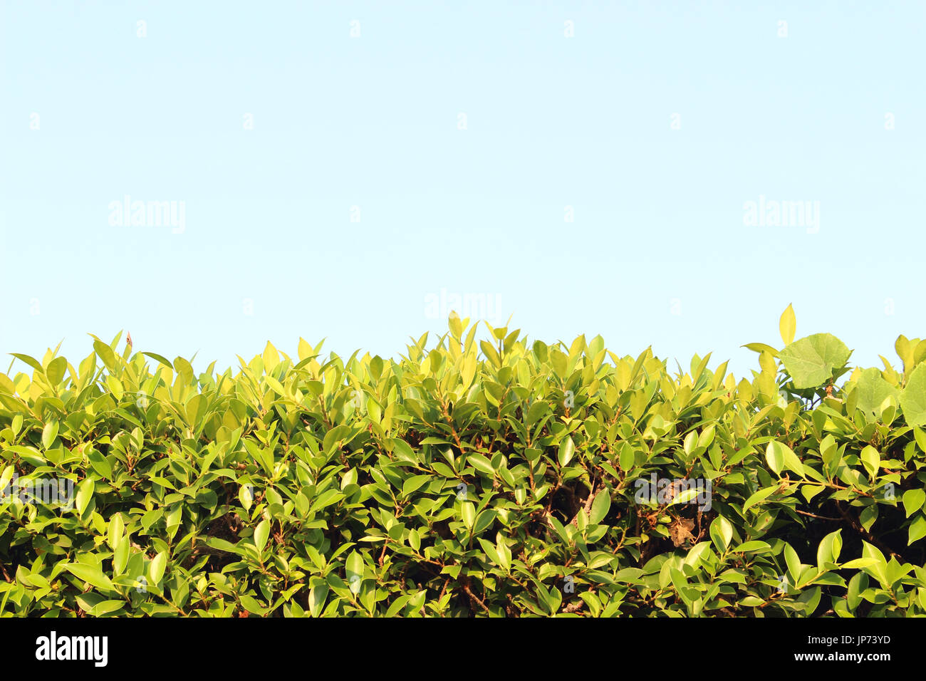 grass on isolated white background Stock Photo - Alamy