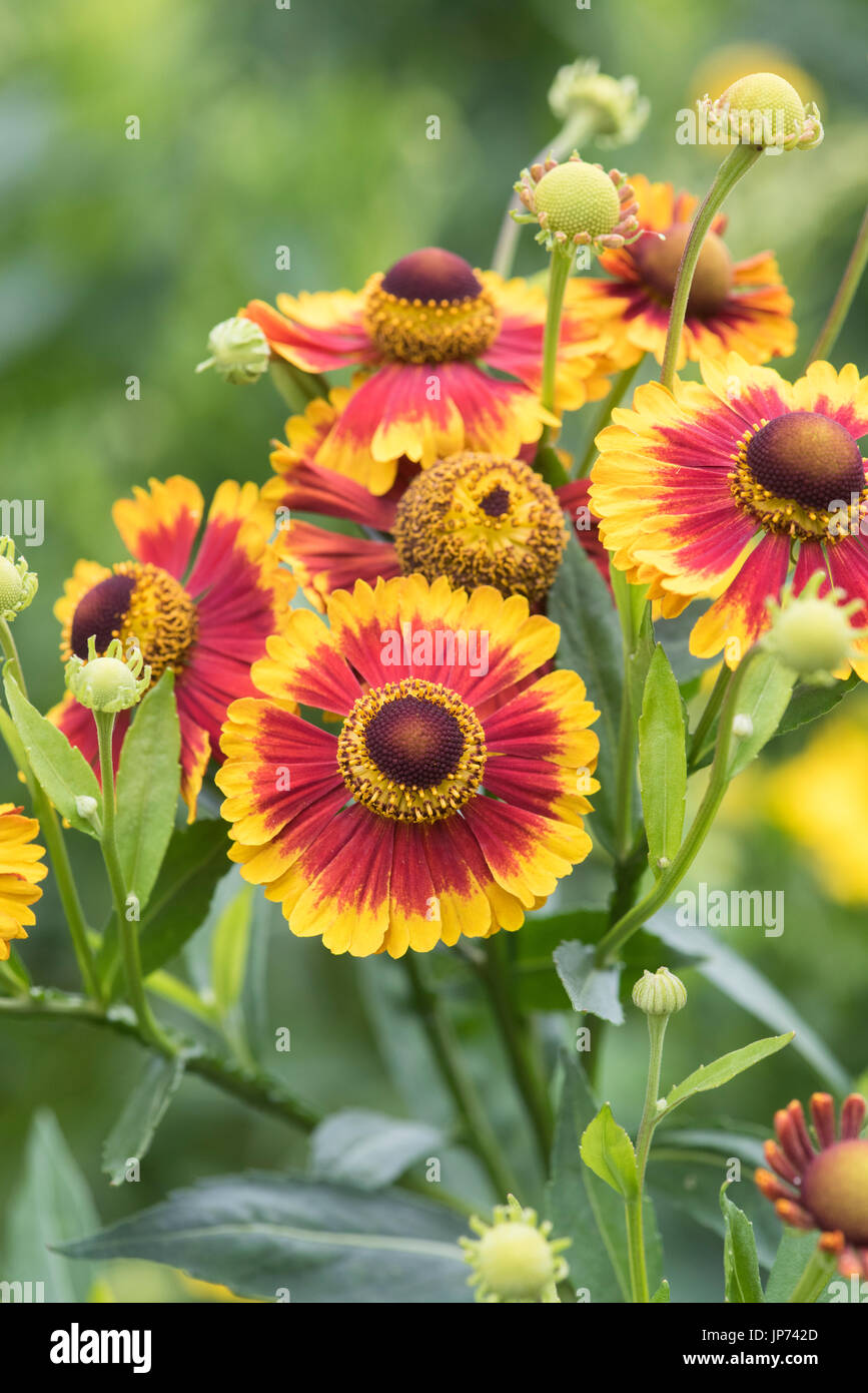 Helenium Autumnale 'Sunshine hybrids mixed'. Sneezeweed flowers Stock Photo