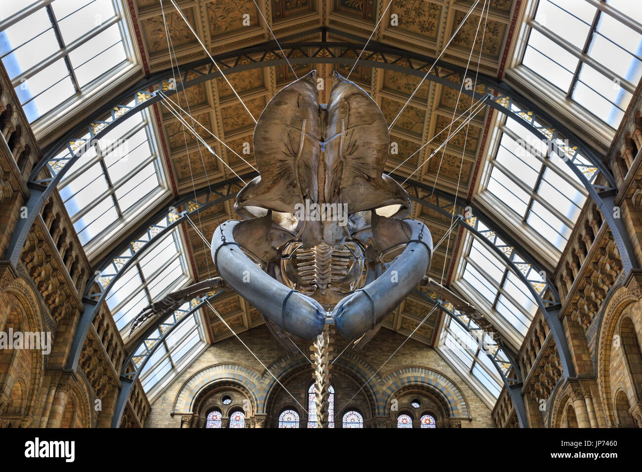 The New Blue Whale Skeleton Suspended From The Ceiling Of The