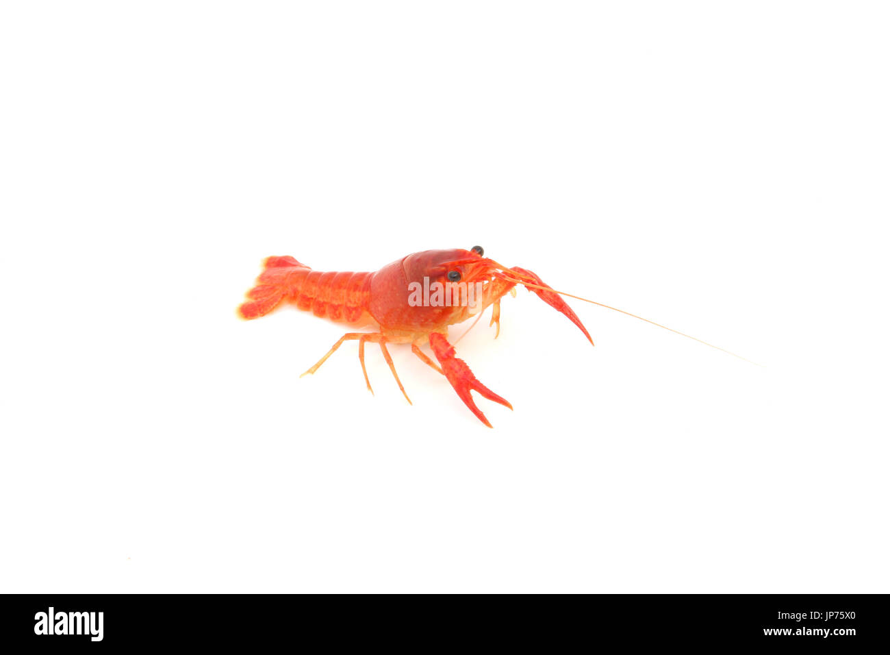 red Crayfish on isolated Stock Photo - Alamy